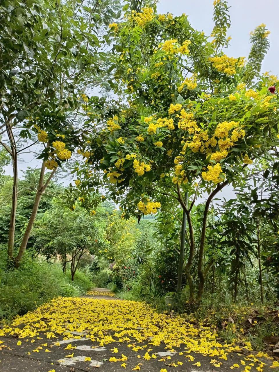 Mountain Breath Retreat - Am Nui Tho Apartment Yen Bai ภายนอก รูปภาพ